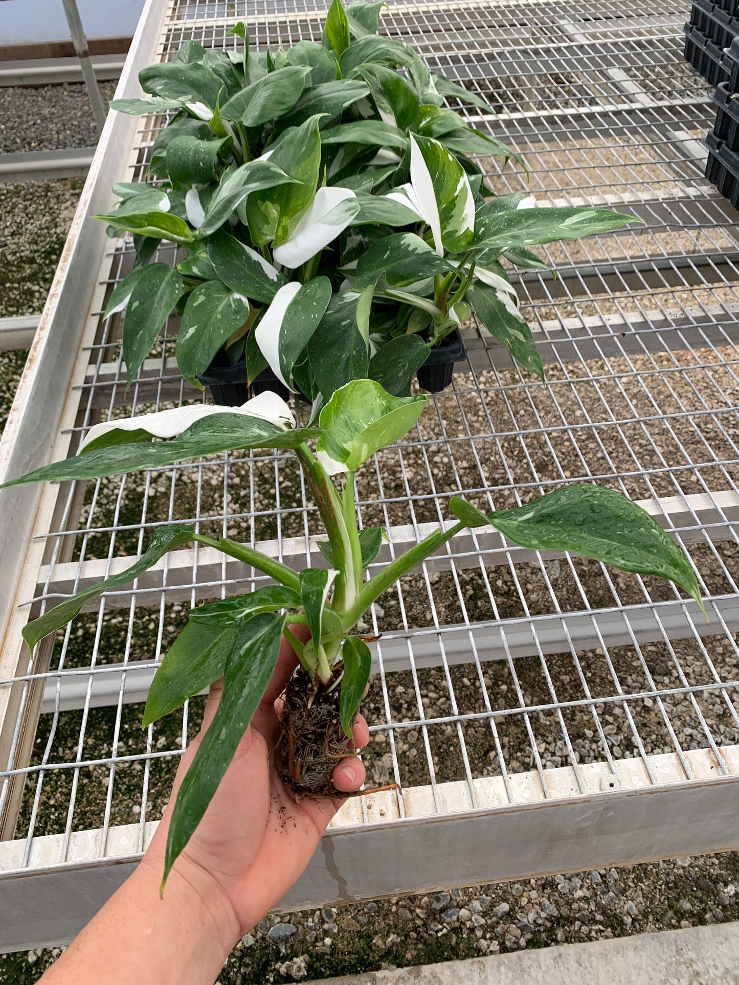 Philodendron 'White Wizard' Tissue Culture (TC) Starter Plants