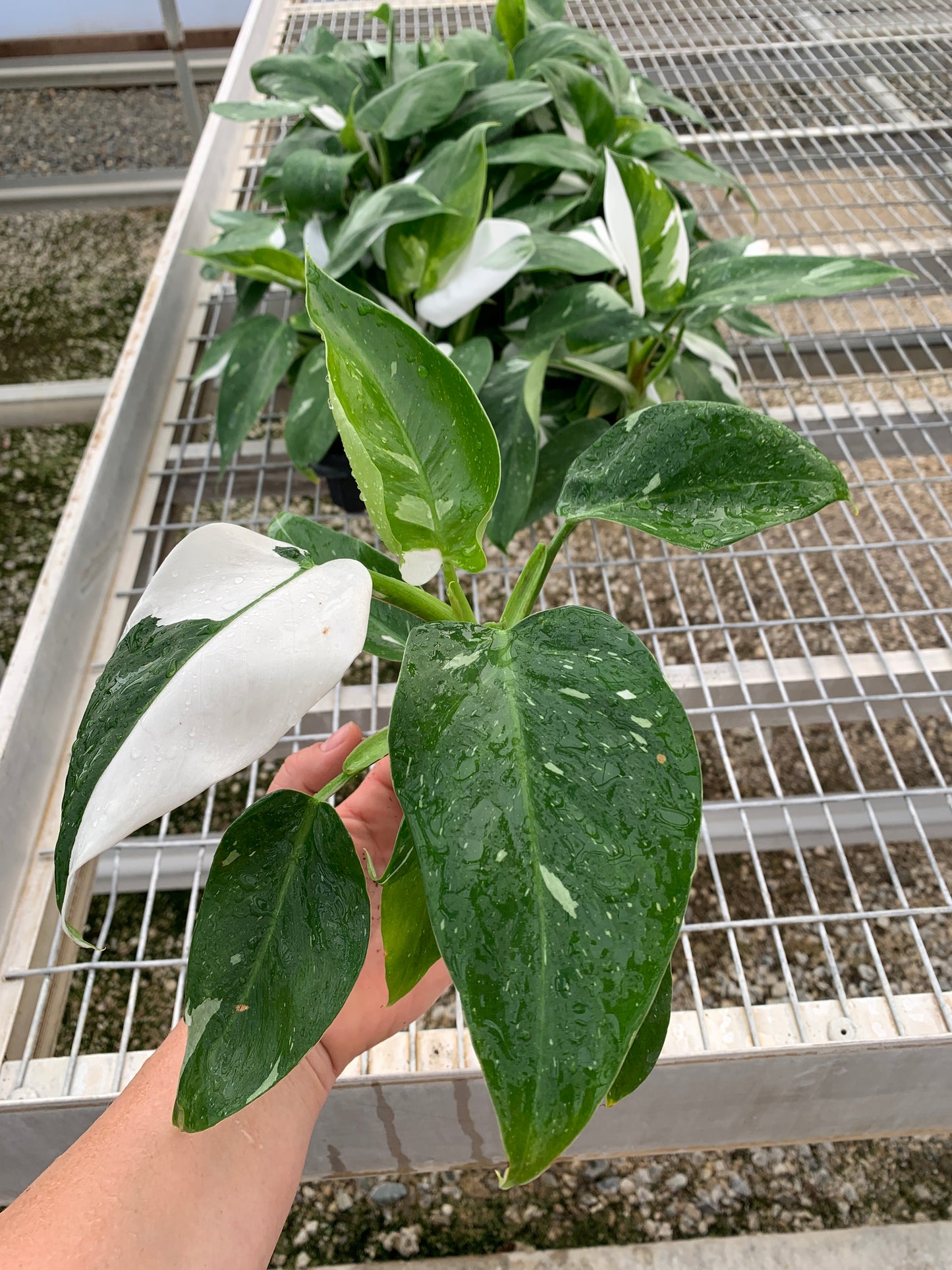 Philodendron 'White Wizard' Tissue Culture (TC) Starter Plants