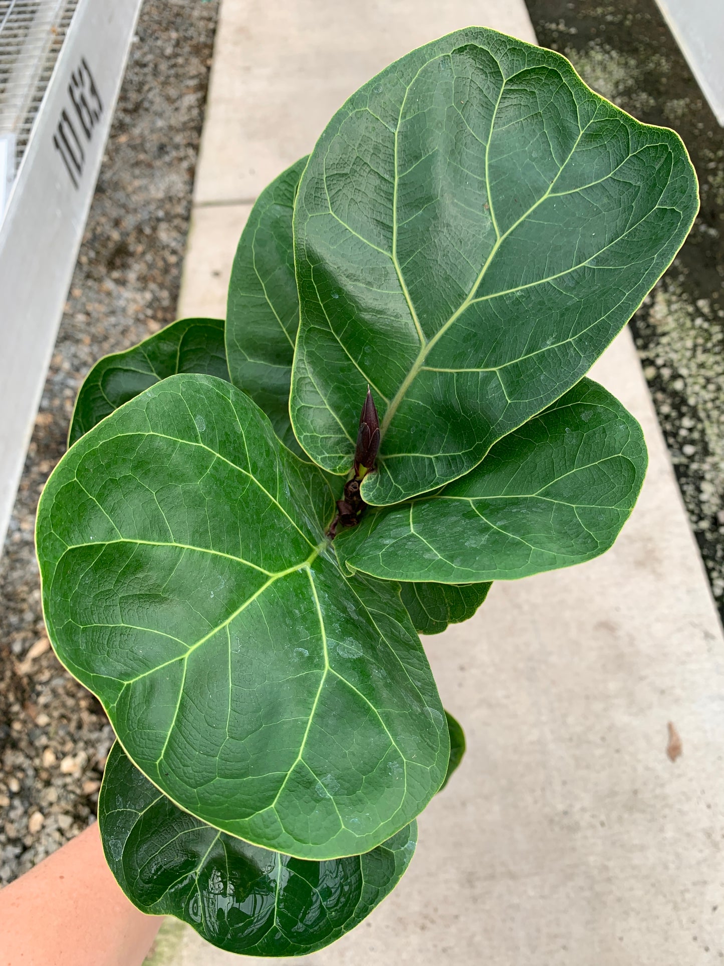 Dwarf Fiddle Leaf Fig A.K.A. Ficus lyrata 'Bambino' Tissue Culture (TC) Starter Plants