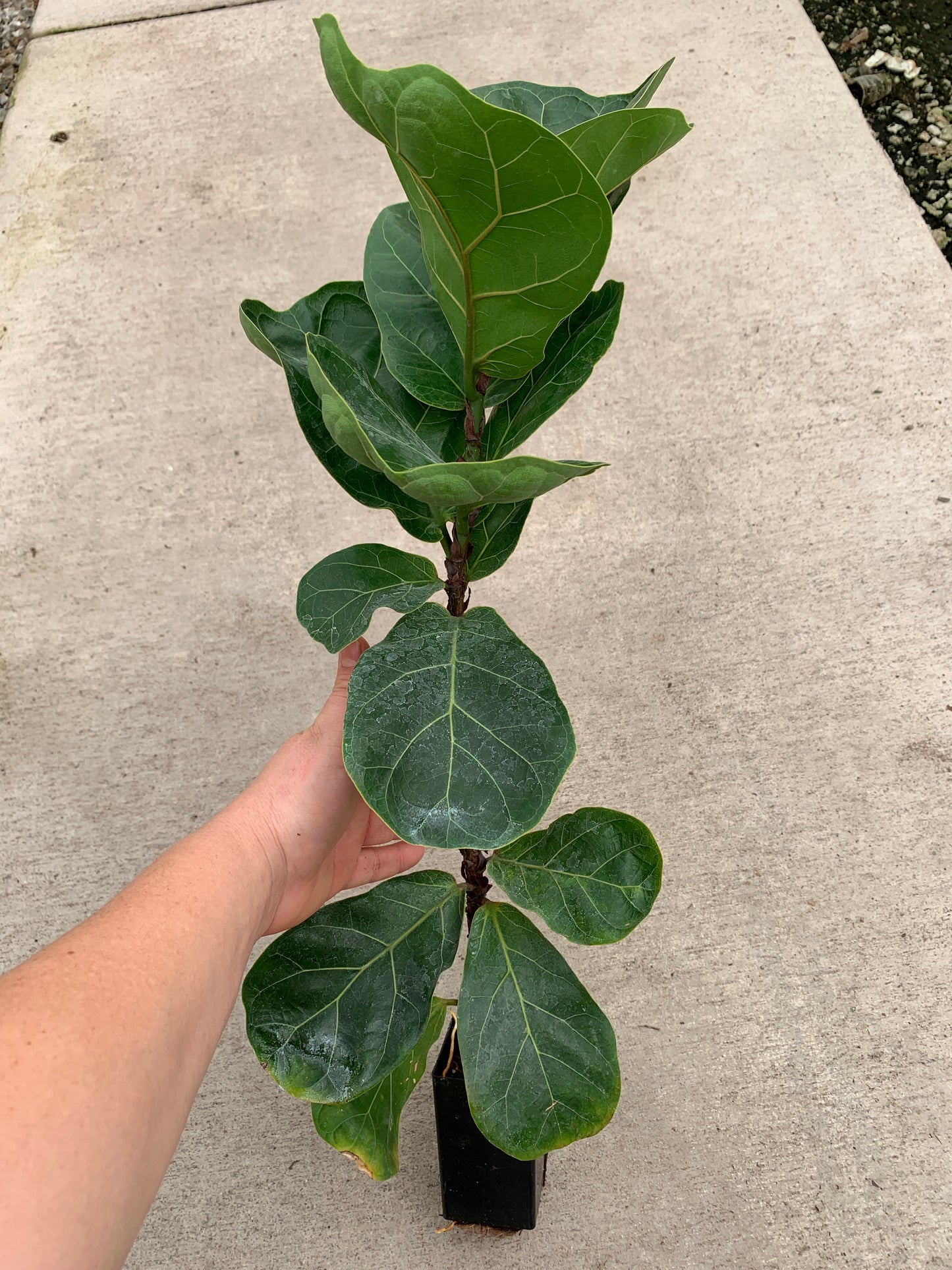 Dwarf Fiddle Leaf Fig A.K.A. Ficus lyrata 'Bambino' Tissue Culture (TC) Starter Plants