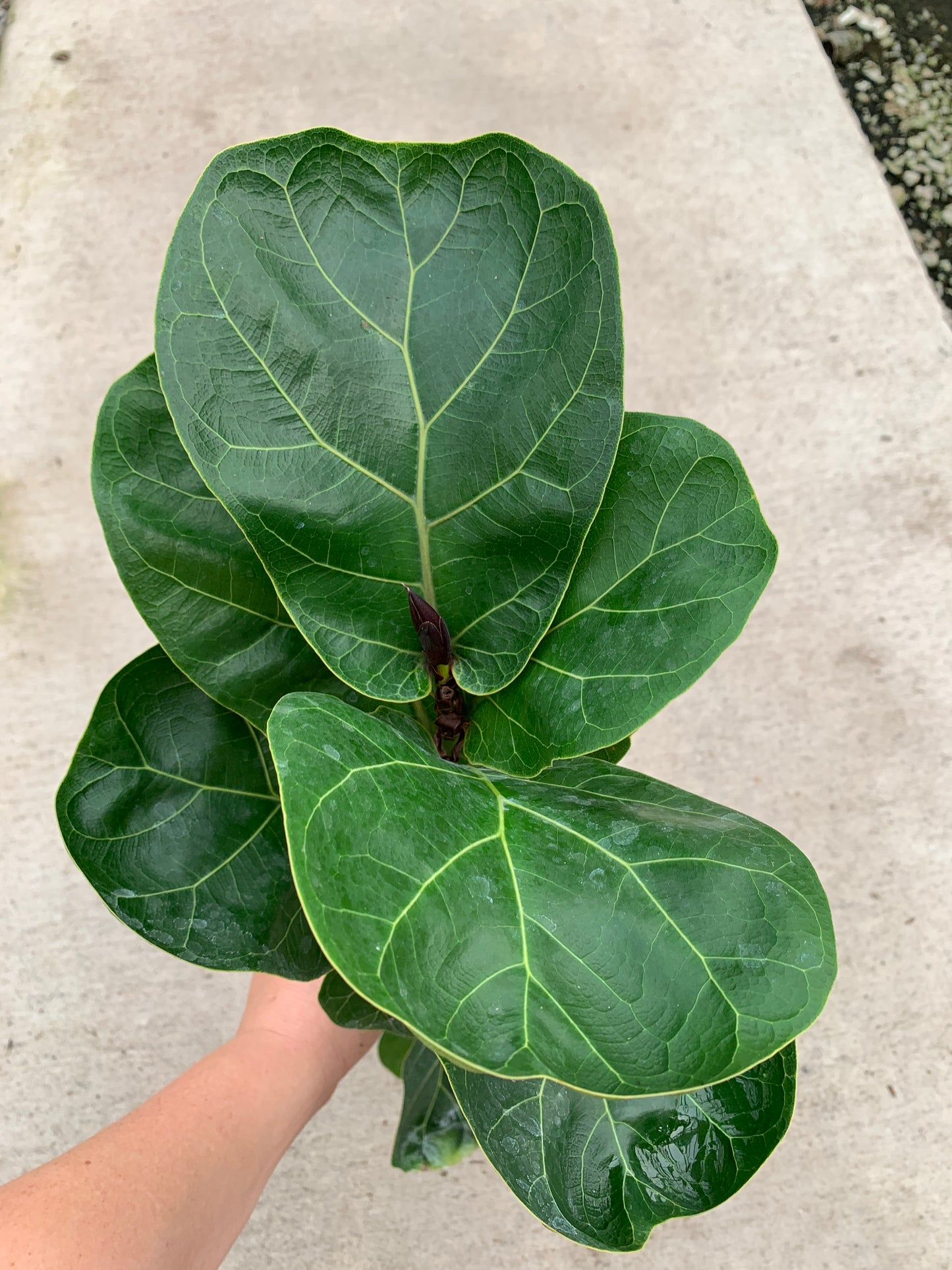 Dwarf Fiddle Leaf Fig A.K.A. Ficus lyrata 'Bambino' Tissue Culture (TC) Starter Plants