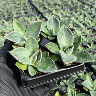 Artichoke Agave