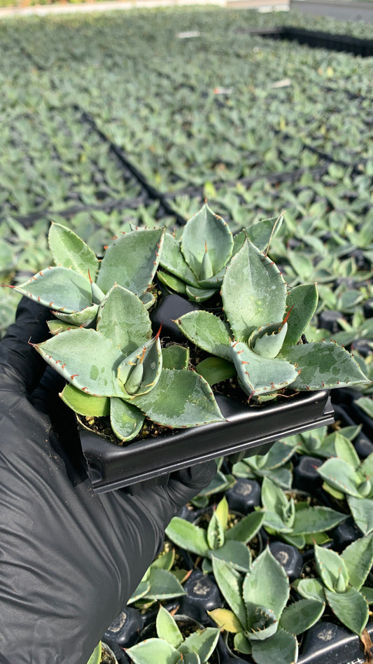 Agave parryi 'Truncata', Artichoke Agave Succulent Starter Plants - MicroStarts Plant Plugs 4 Pack