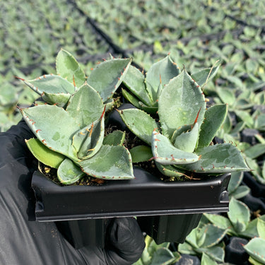 Artichoke Agave