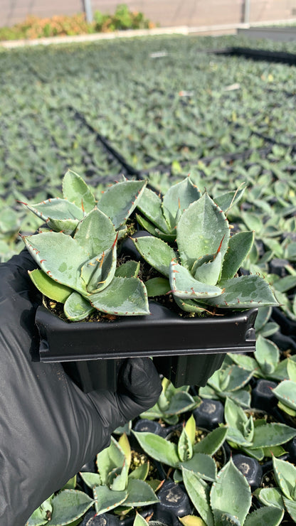 Agave parryi 'Truncata', Artichoke Agave Succulent Starter Plants - MicroStarts Plant Plugs 4 Pack
