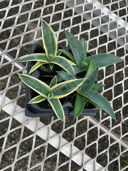 Agave Succulent Starter Plant 2x2 Pack - MicroStarts Plant Plugs