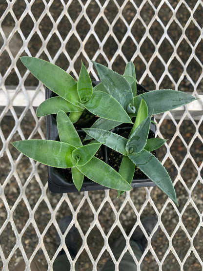 Agave Succulent Starter Plant 2x2 Pack - MicroStarts Plant Plugs