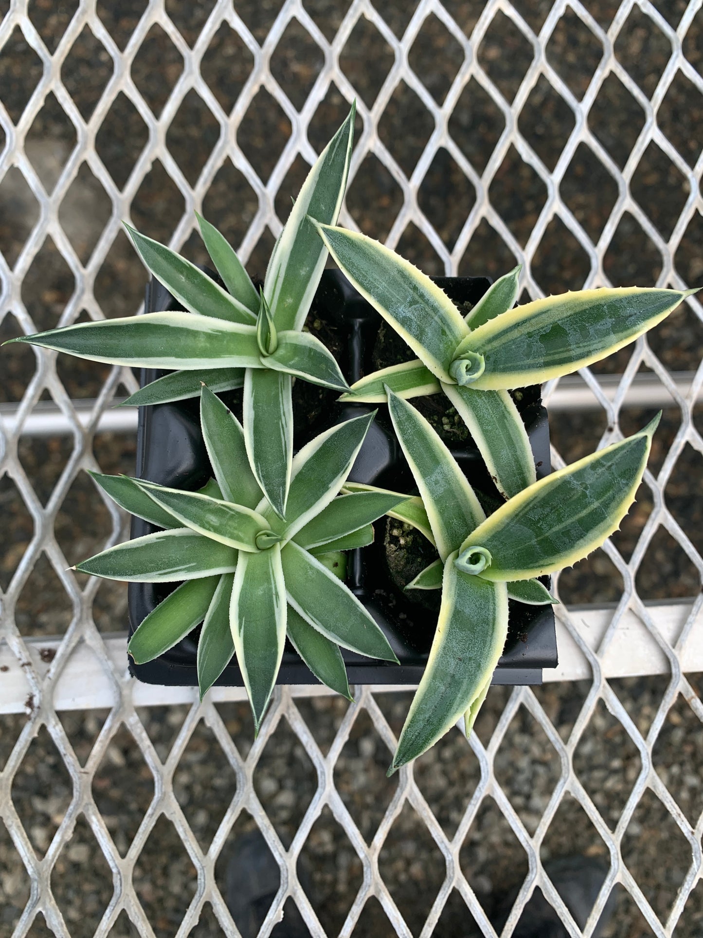 Agave Variety 2x2 Pack Starter Plants from Tissue Culture (TC)