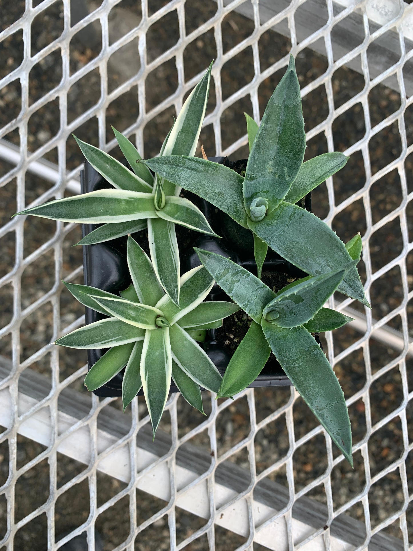 Agave Variety 2x2 Pack Starter Plants from Tissue Culture (TC)