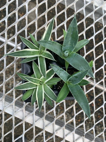Agave Succulent Starter Plant 2x2 Pack - MicroStarts Plant Plugs
