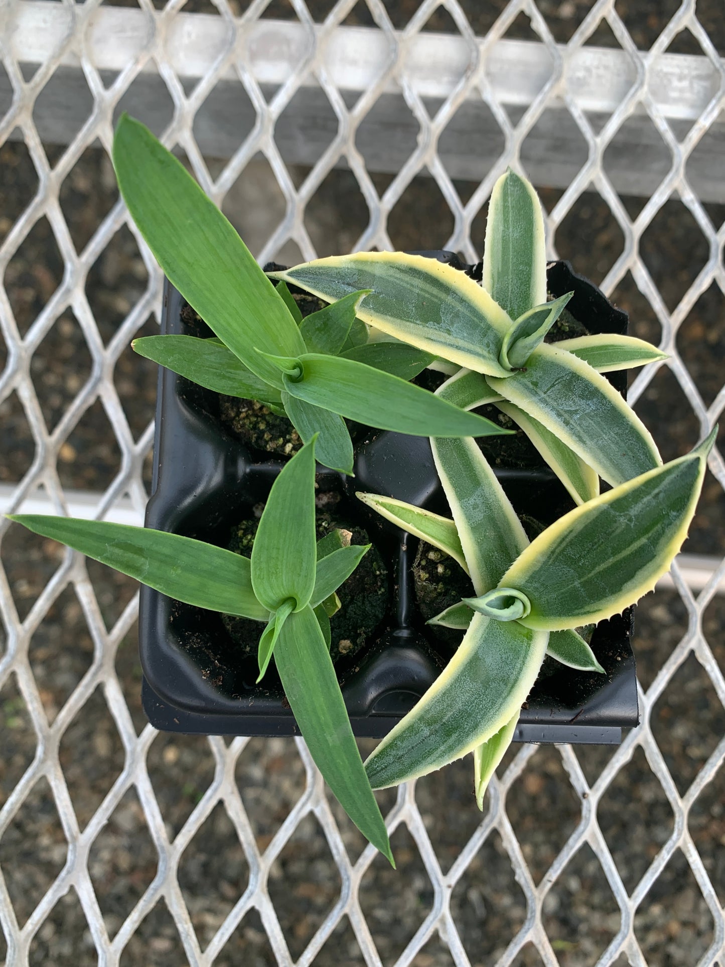 Agave Variety 2x2 Pack Starter Plants from Tissue Culture (TC)