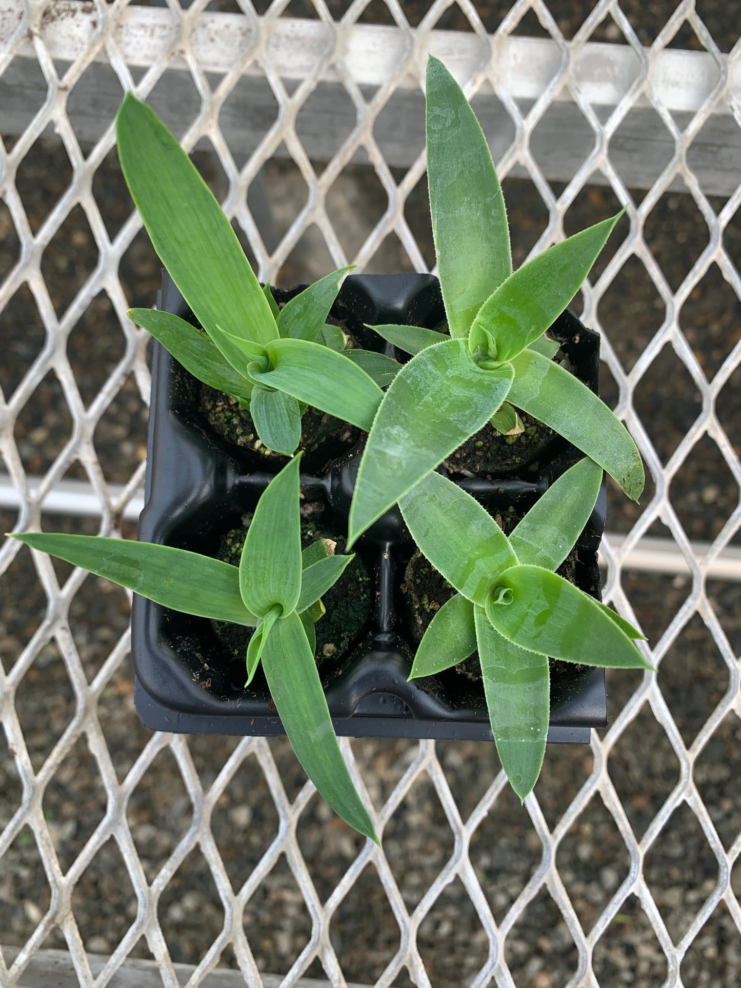 Agave Variety 2x2 Pack Starter Plants from Tissue Culture (TC)