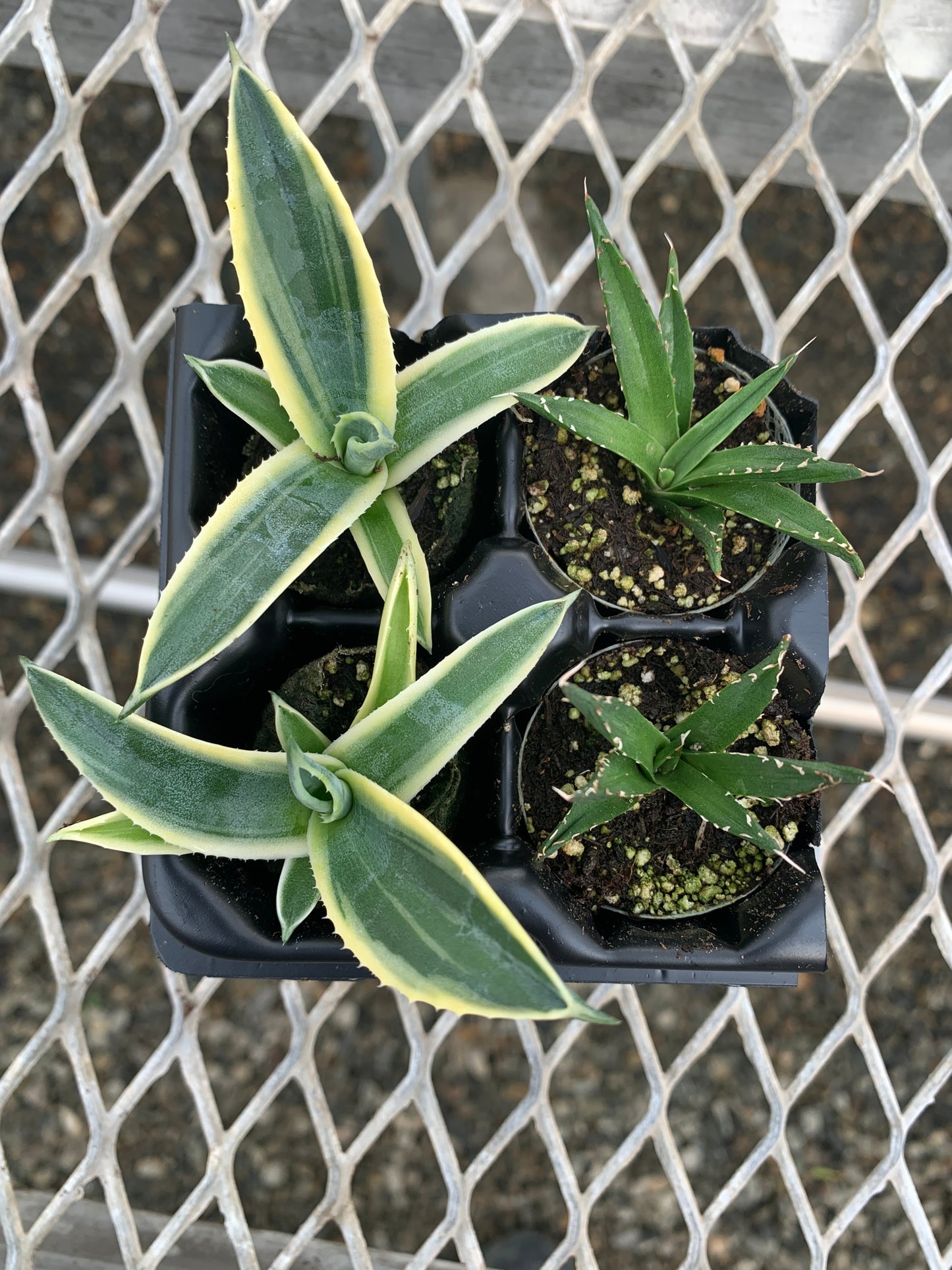 Agave Variety 2x2 Pack Starter Plants from Tissue Culture (TC)