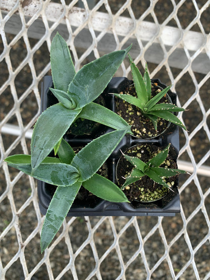 Agave Succulent Starter Plant 2x2 Pack - MicroStarts Plant Plugs