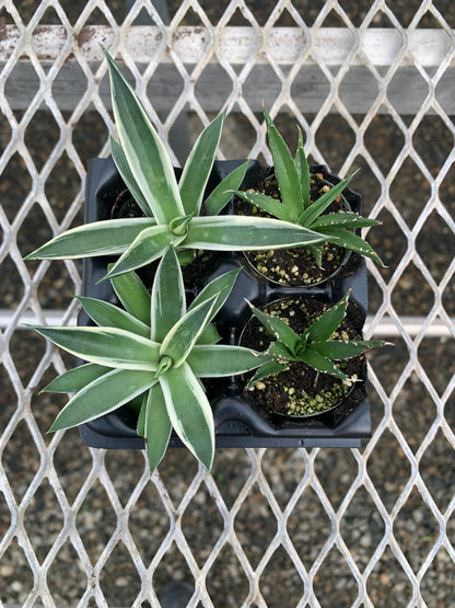 Agave Succulent Starter Plant 2x2 Pack - MicroStarts Plant Plugs