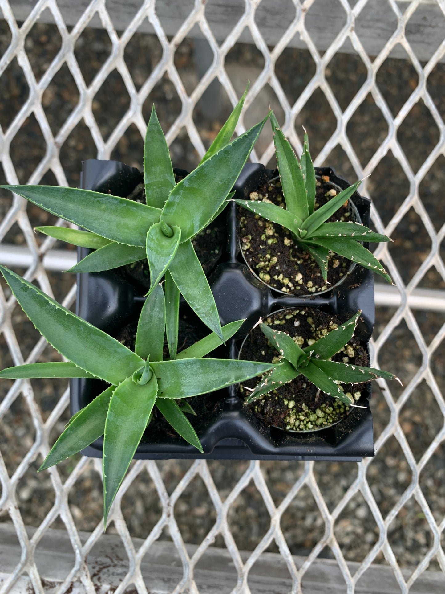 Agave Variety 2x2 Pack Starter Plants from Tissue Culture (TC)