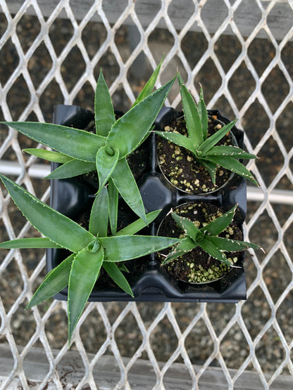 Agave Succulent Starter Plant 2x2 Pack - MicroStarts Plant Plugs