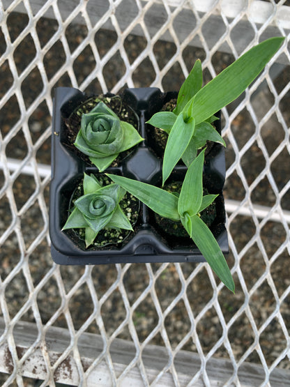 Agave Succulent Starter Plant 2x2 Pack - MicroStarts Plant Plugs