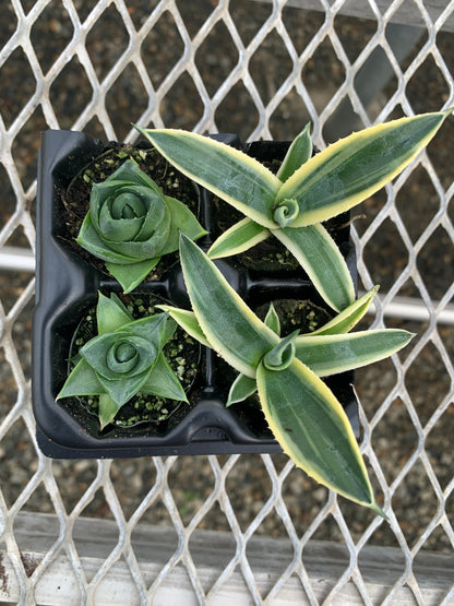 Agave Succulent Starter Plant 2x2 Pack - MicroStarts Plant Plugs