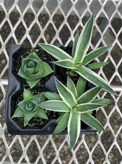 Agave Succulent Starter Plant 2x2 Pack - MicroStarts Plant Plugs