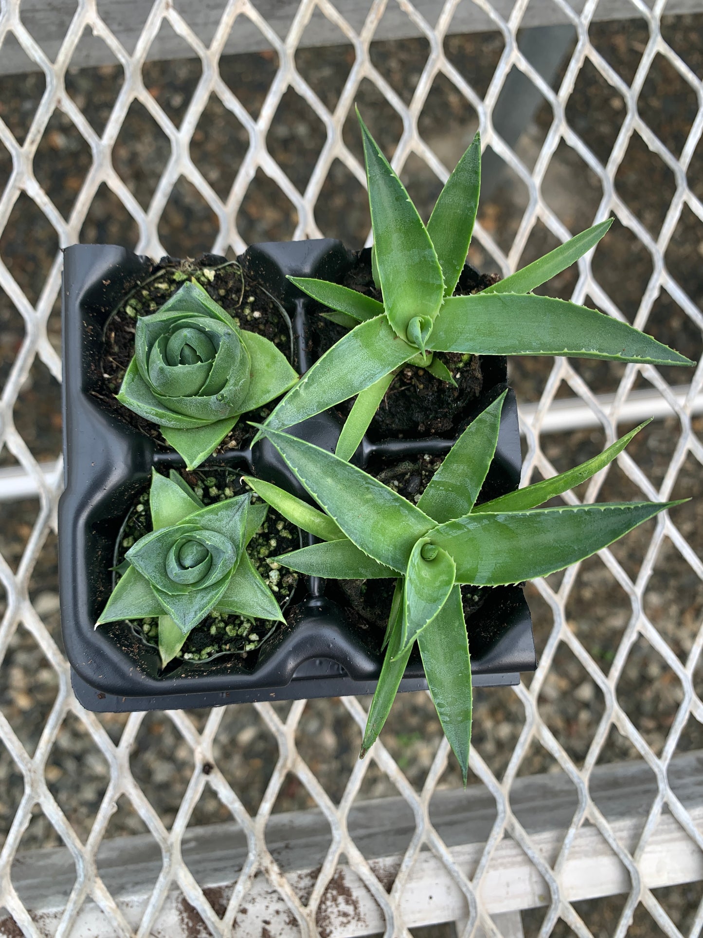 Agave Variety 2x2 Pack Starter Plants from Tissue Culture (TC)