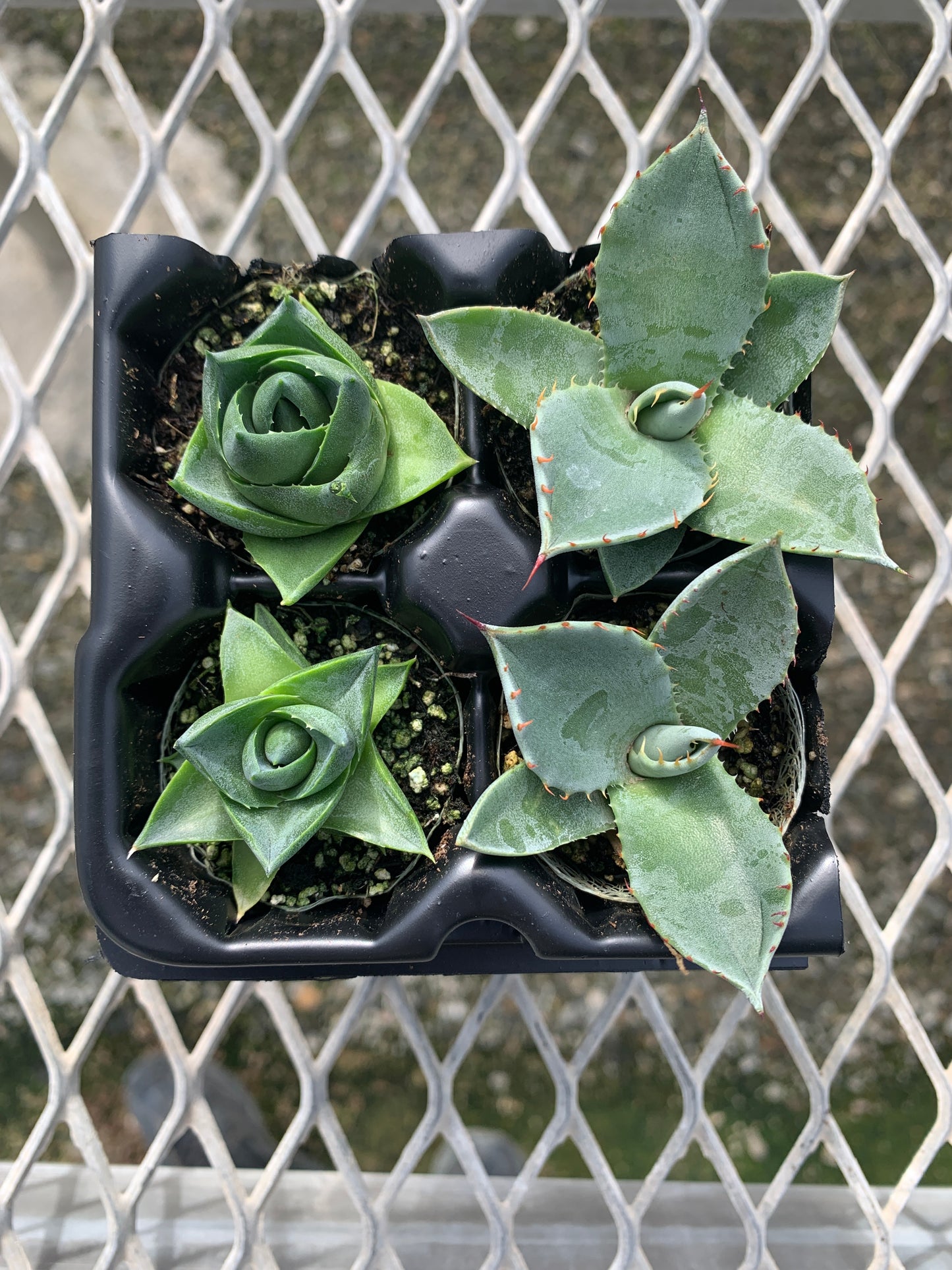 Agave Variety 2x2 Pack Starter Plants from Tissue Culture (TC)