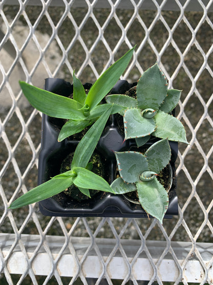 Agave Succulent Starter Plant 2x2 Pack - MicroStarts Plant Plugs