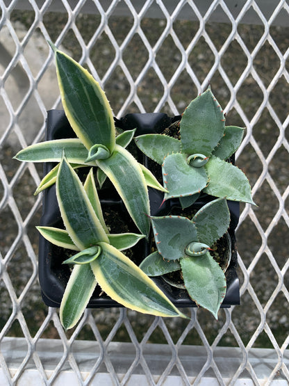 Agave Succulent Starter Plant 2x2 Pack - MicroStarts Plant Plugs