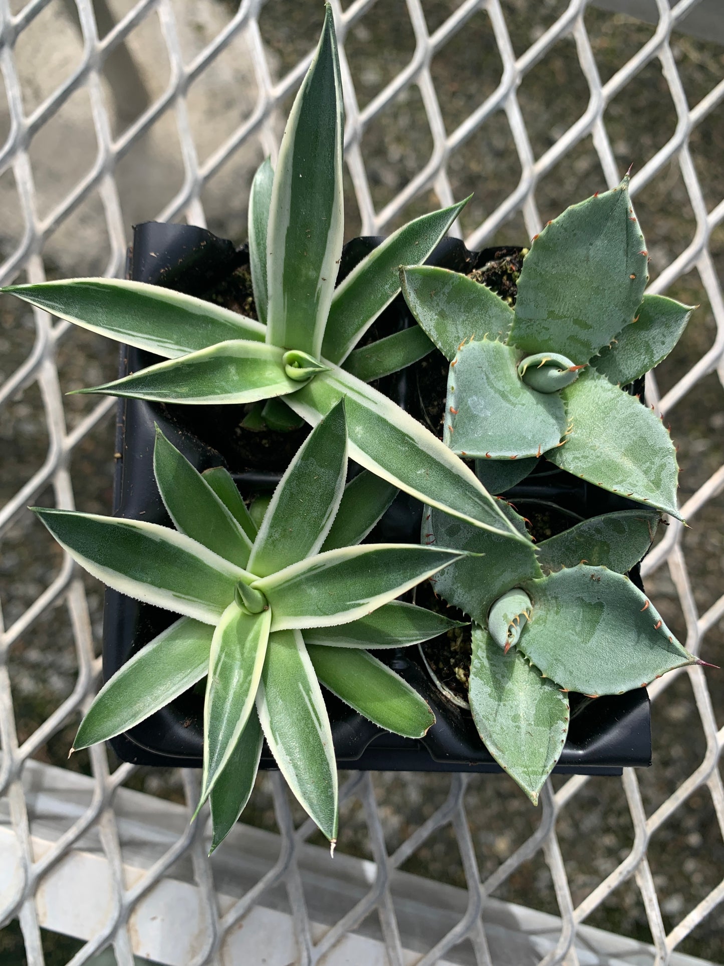 Agave Variety 2x2 Pack Starter Plants from Tissue Culture (TC)