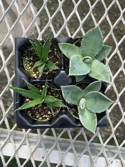 Agave Succulent Starter Plant 2x2 Pack - MicroStarts Plant Plugs