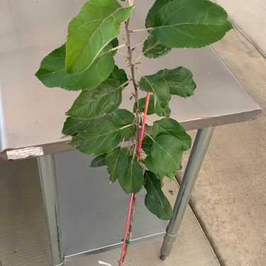 Cripps Pink Apple Tree