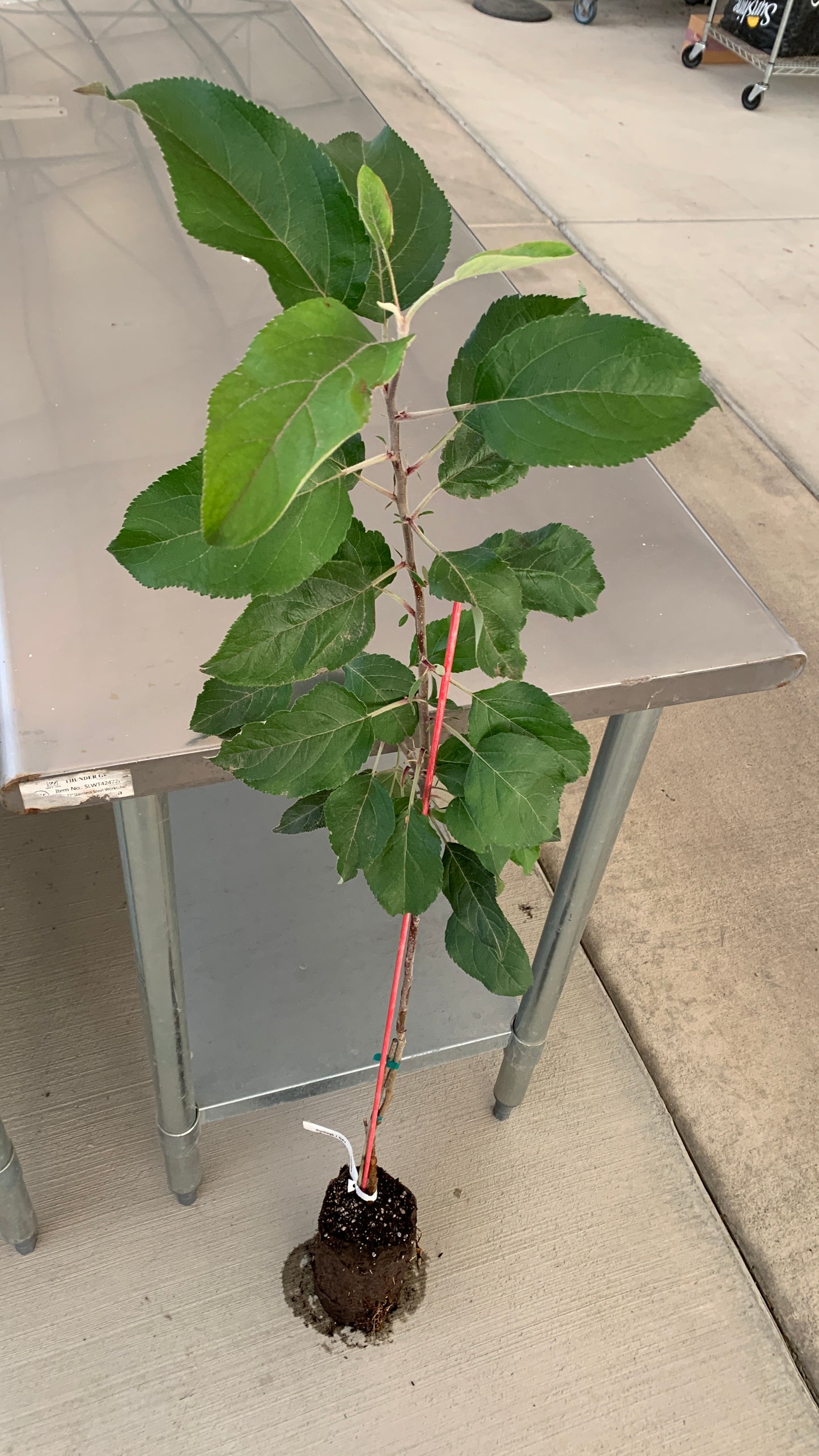 Cripps Pink Apple Tree (Grafted Tree)