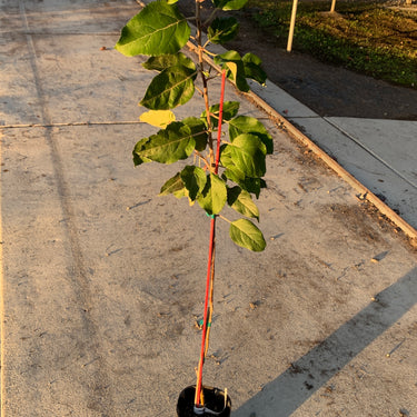 Golden Delicious Apple Tree