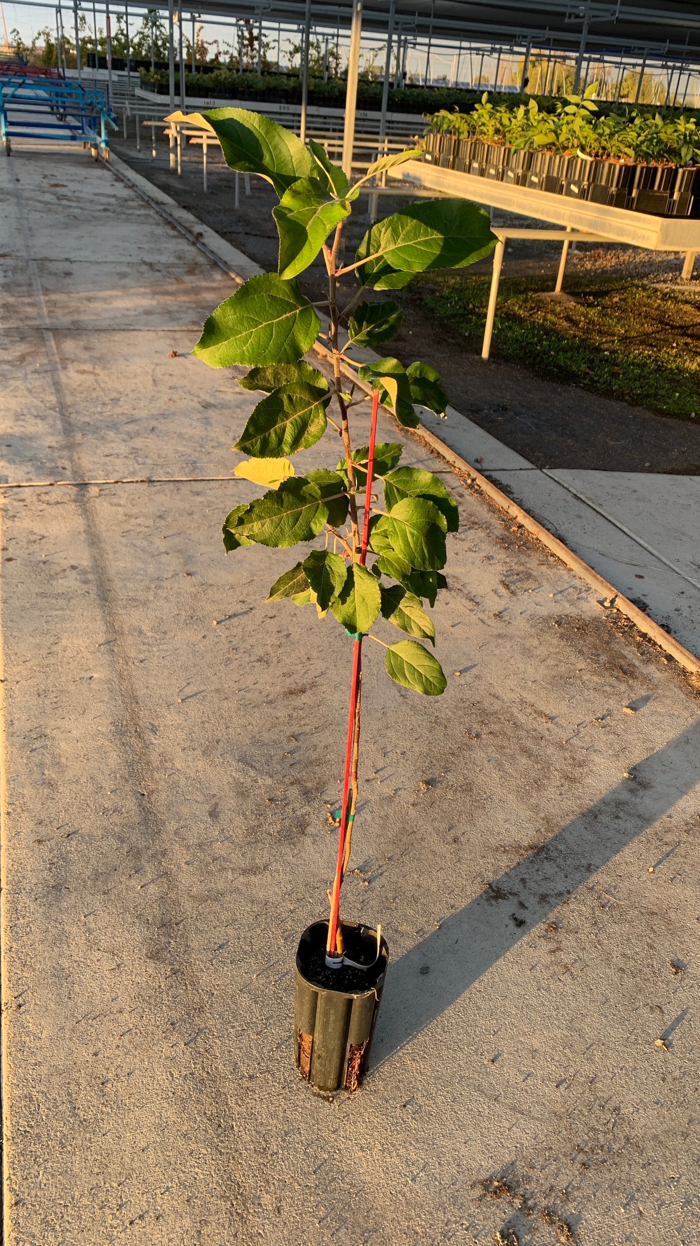 Golden Delicious Apple Tree