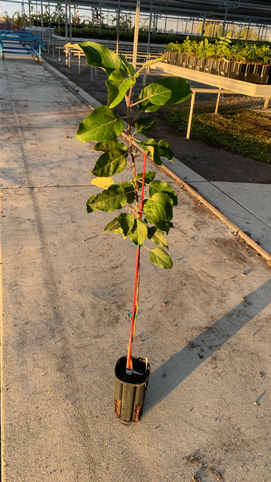 Golden Delicious Apple Tree (Grafted Tree)