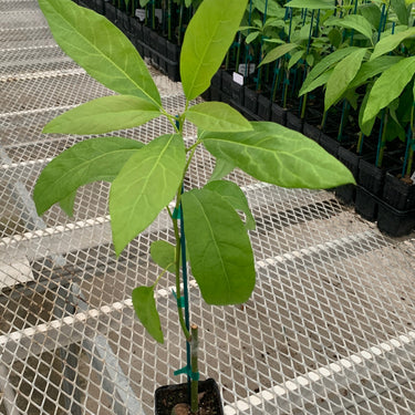 Zutano Avocado