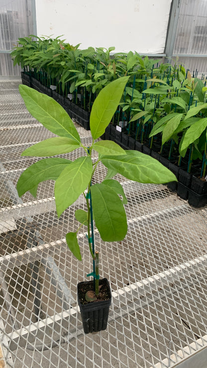 Hass Avocado Grafted on Zutano Avocado Seedling 2 inch Plants - MicroStarts