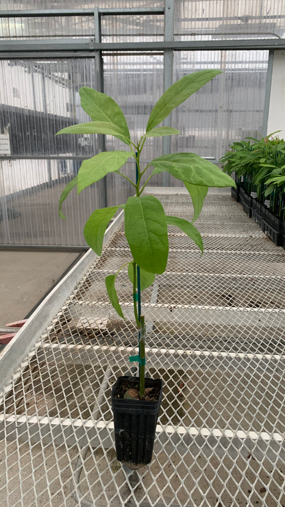 Hass Avocado Grafted on Zutano Avocado Seedling 2 inch Plants - MicroStarts