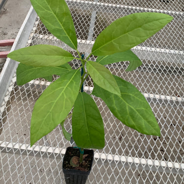 Hass Avocado