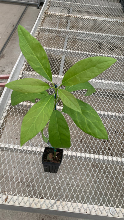 Hass Avocado Grafted on Zutano Avocado Seedling 2 inch Plants - MicroStarts