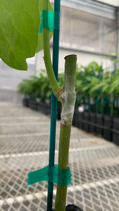 Hass Avocado Grafted on Zutano Avocado Seedling 2 inch Plants - MicroStarts