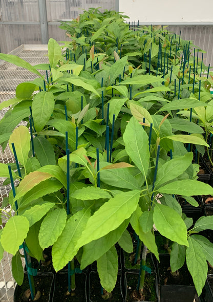 Hass Avocado Grafted on Zutano Avocado Seedling 2 inch Plants - MicroStarts