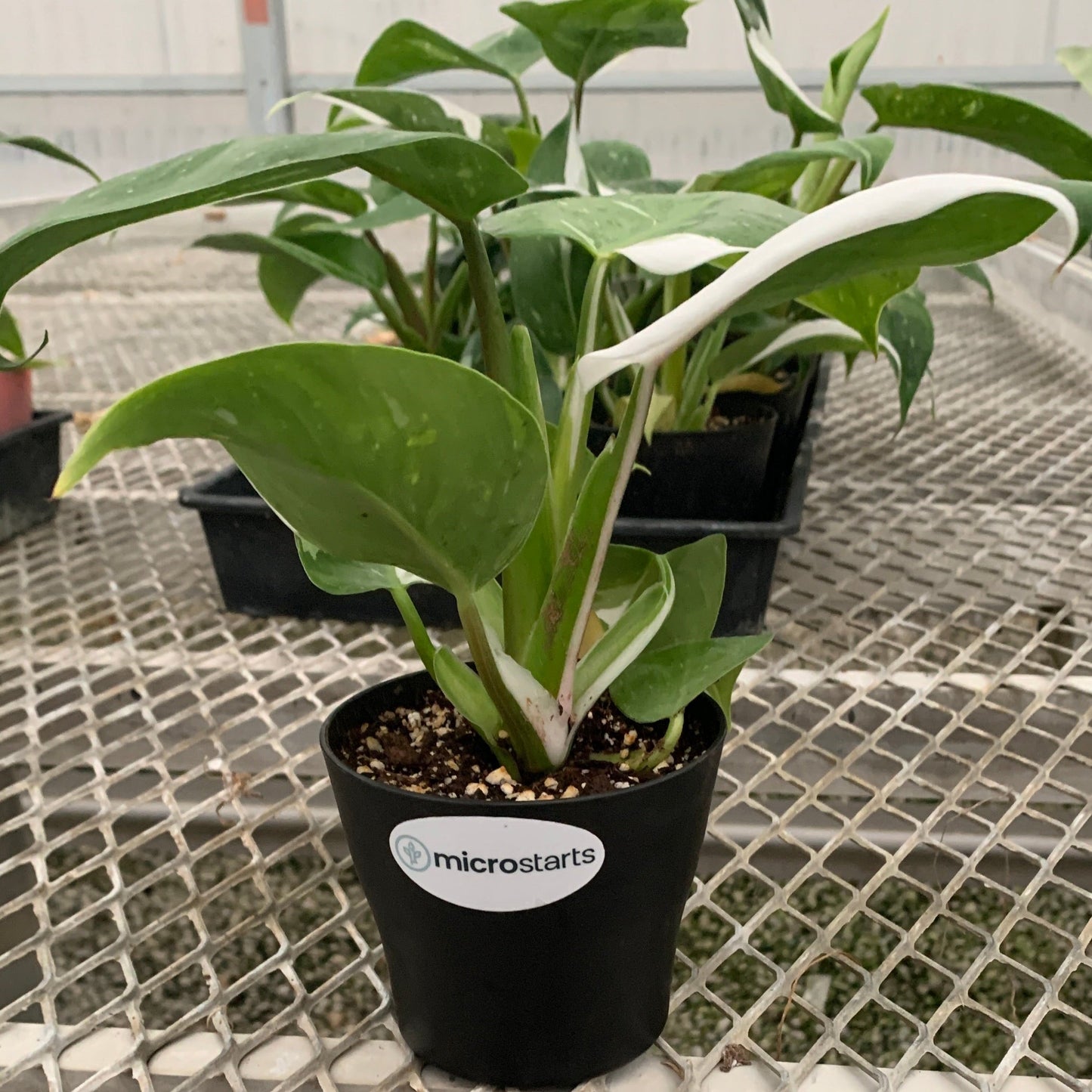 Philodendron 'White Wizard' in Small Colorful Planter