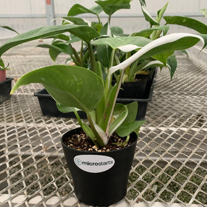 Philodendron 'White Wizard' in Small Colorful Pot - MicroStarts