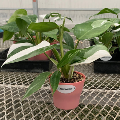 Philodendron 'White Wizard' in Small Colorful Pot - MicroStarts