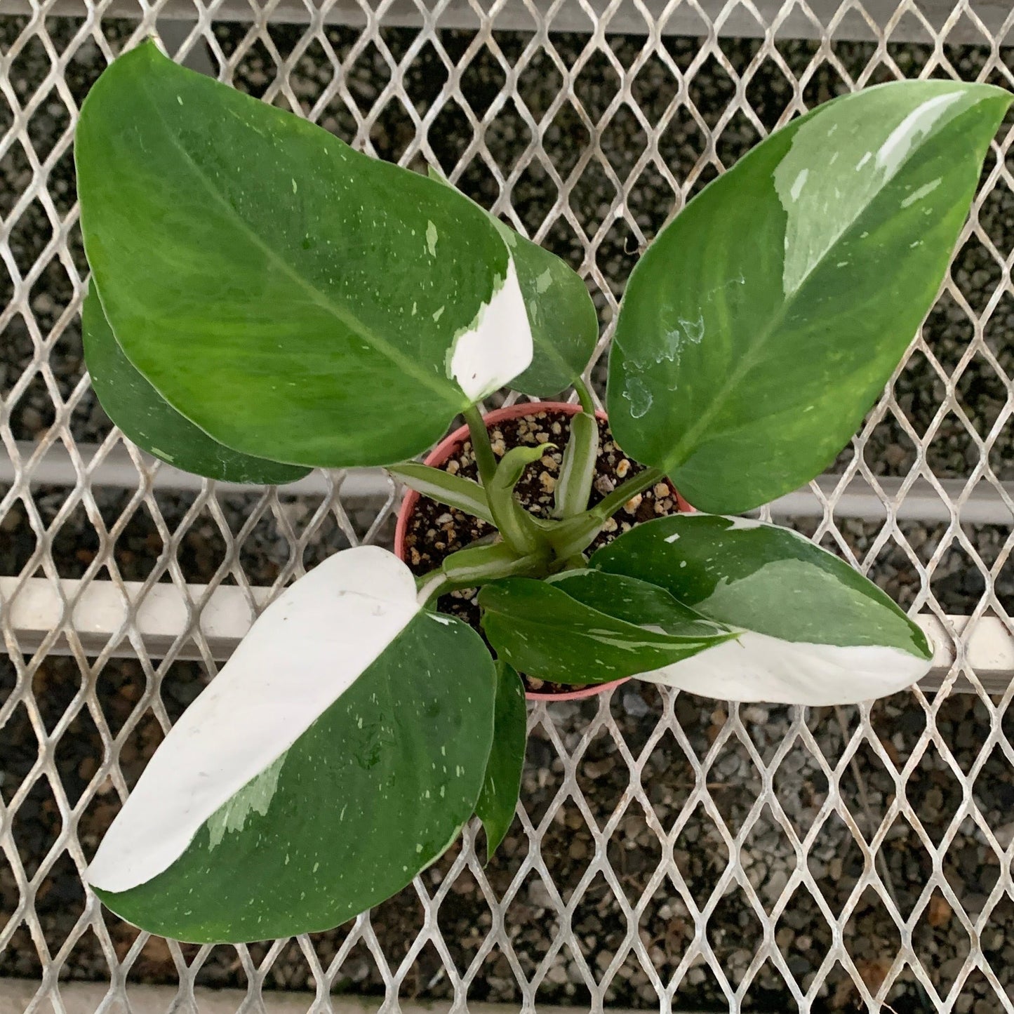 Philodendron 'White Wizard' in Small Colorful Planter