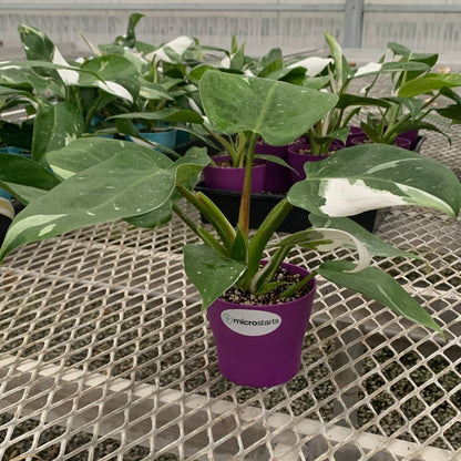 Philodendron 'White Wizard' in Small Colorful Pot - MicroStarts