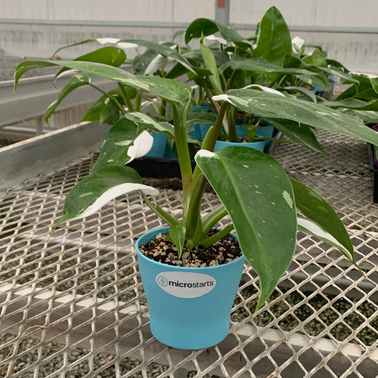 Philodendron 'White Wizard' in Small Colorful Planter