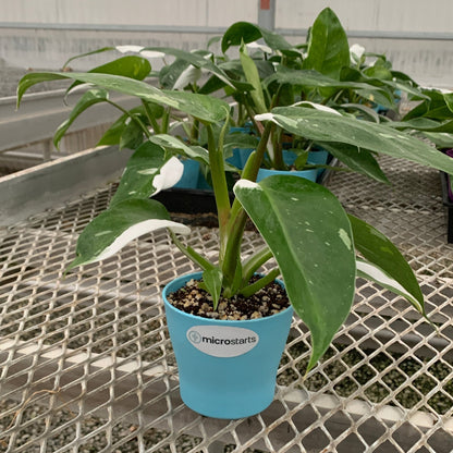 Philodendron 'White Wizard' in Small Colorful Pot - MicroStarts
