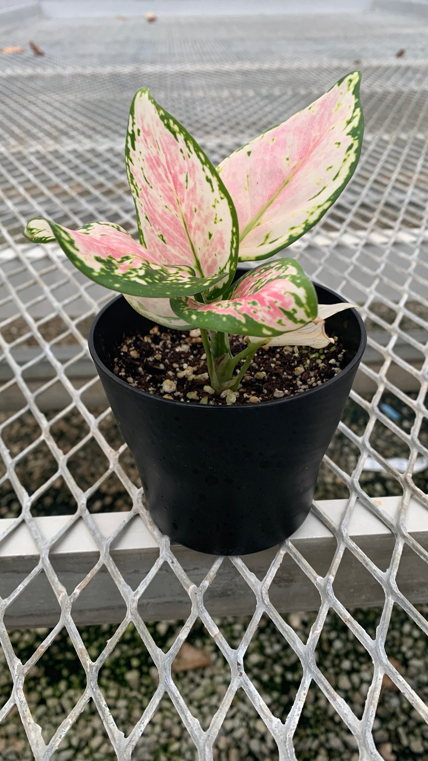 Aglaonema 'Auspicious Red' A.K.A. Pink Chinese Evergreen in Small Colorful Planter